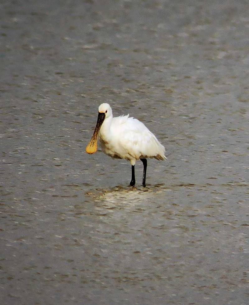 Spoonbill