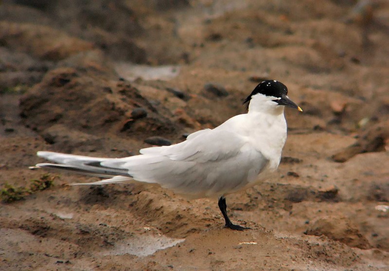 Sandwich Tern
