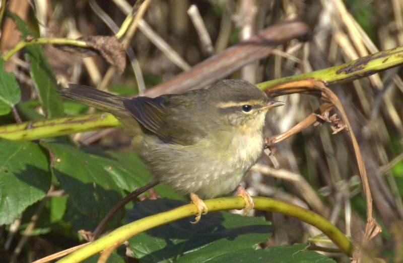Radde's Warbler