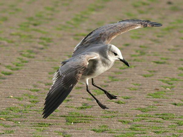 Laughing Gull