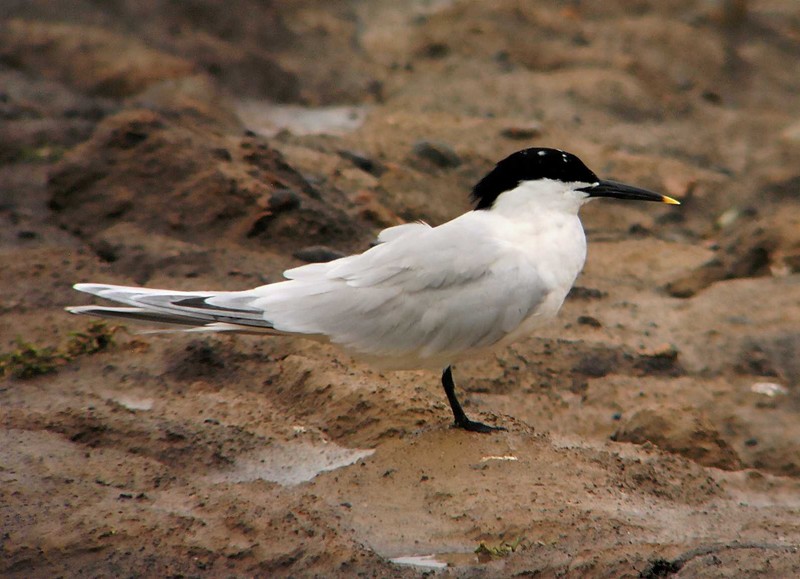 Sandwich Tern