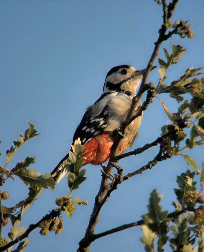 Great Spotted Woodpecker