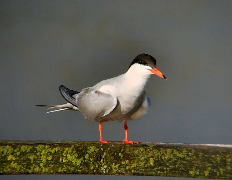 Common Tern