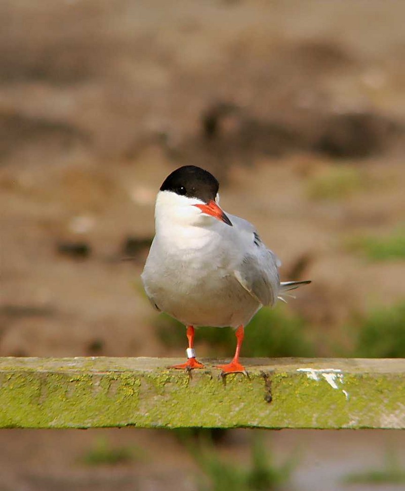 Common Tern