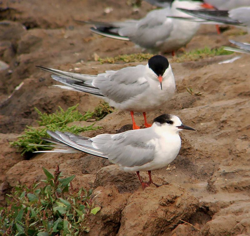 Common Tern