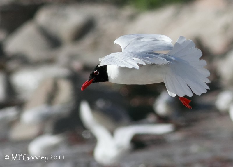 Mediterranean Gull