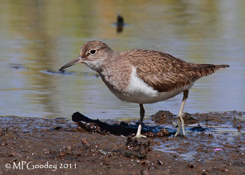 Common Sandpiper