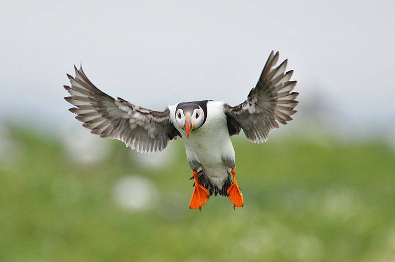 Puffin