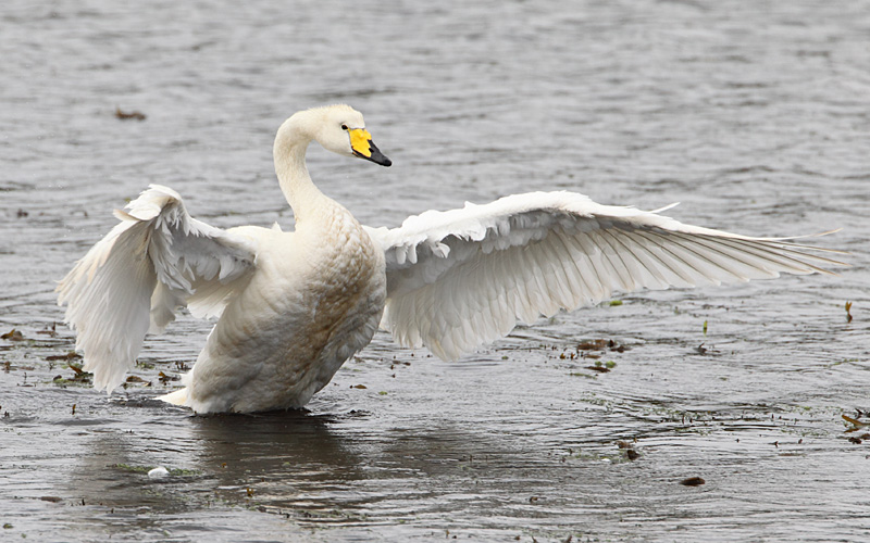 Whooper Swan