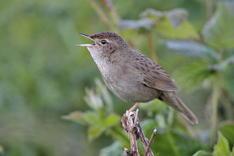 Grasshopper Warbler