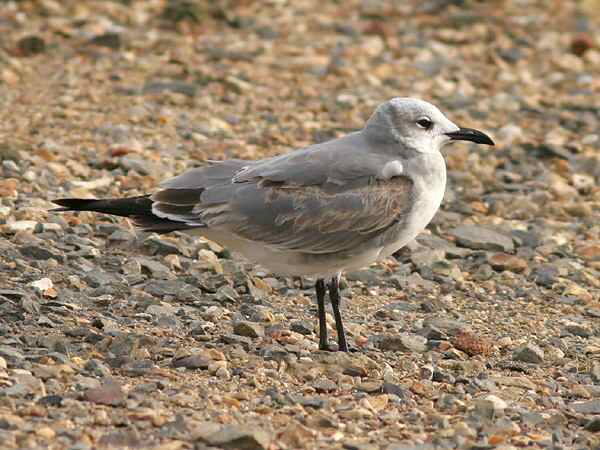 Laughing Gull