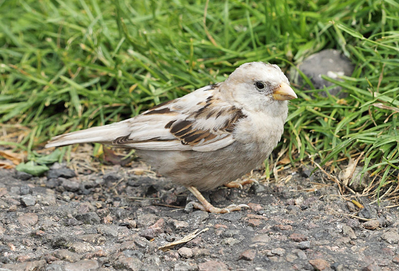 House Sparrow