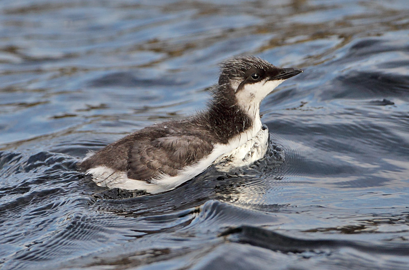 Guillemot