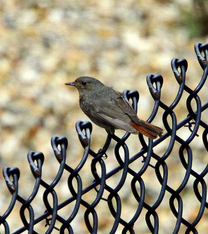 Black Redstart