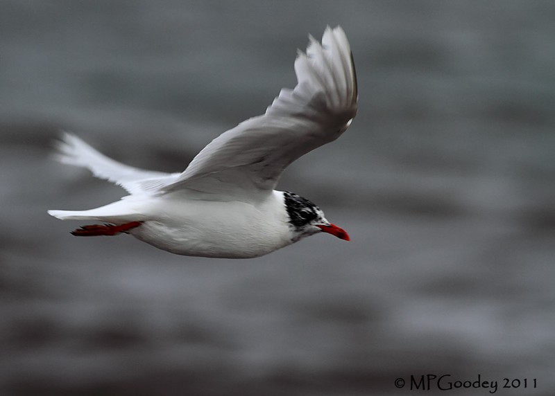 Mediterranean Gull