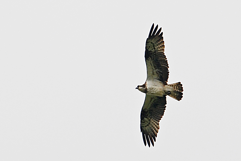 Osprey