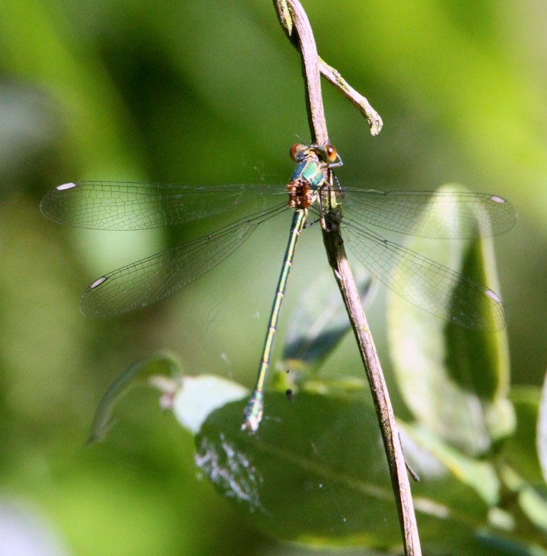 Willow Emerald damselfly