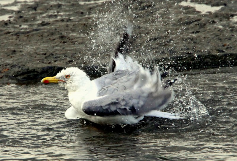 Yellow-legged Gull