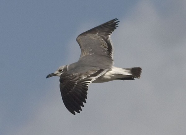 Laughing Gull