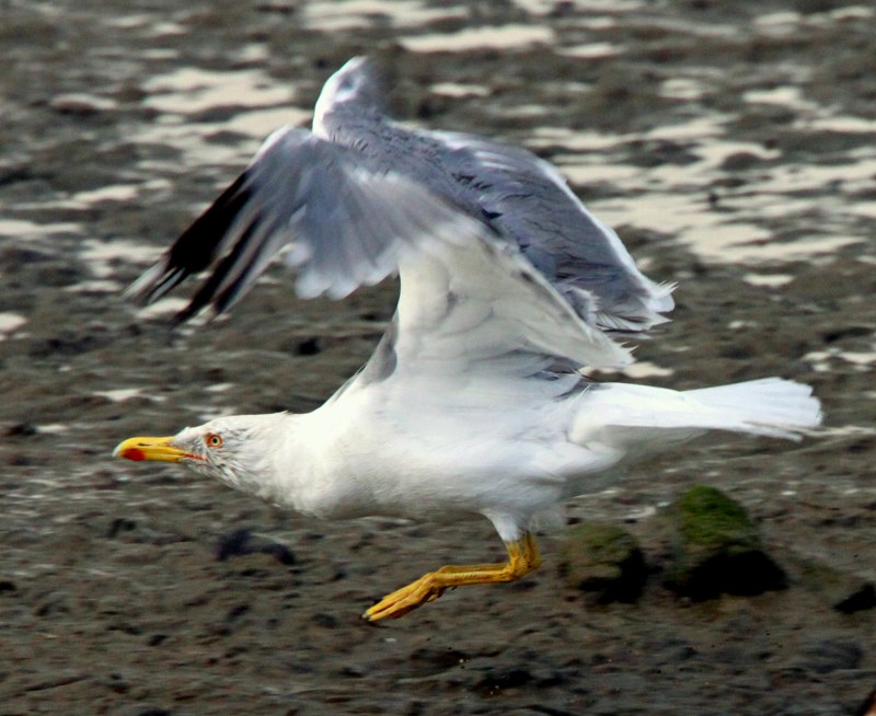 Yellow-legged Gull