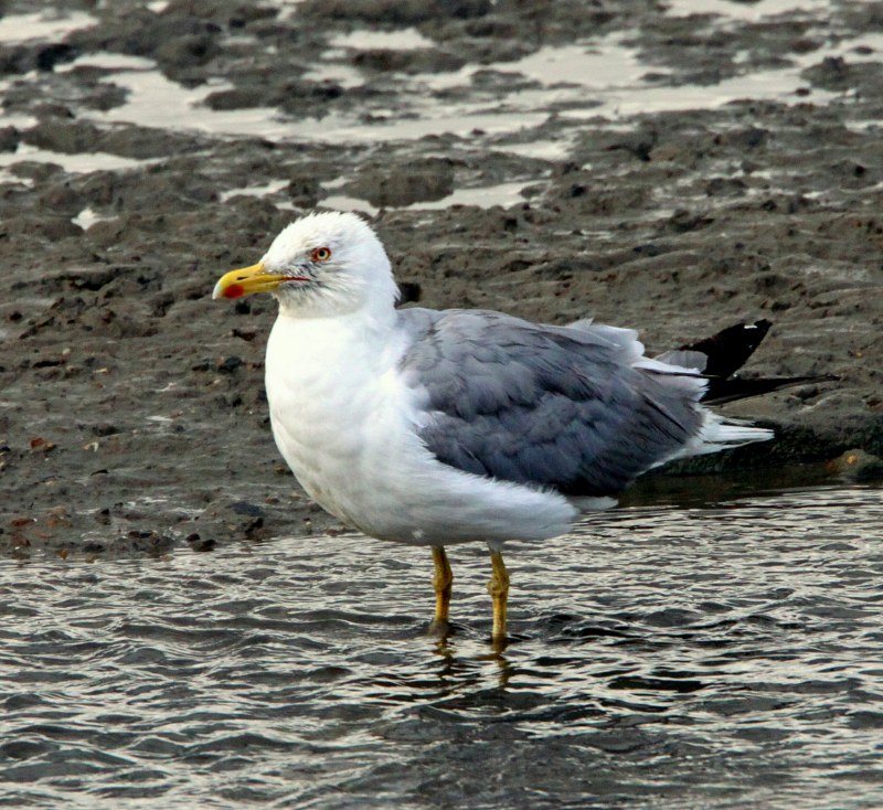 Yellow-legged Gull