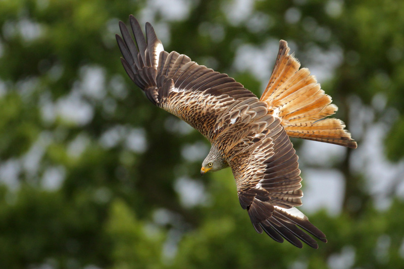 Red Kite