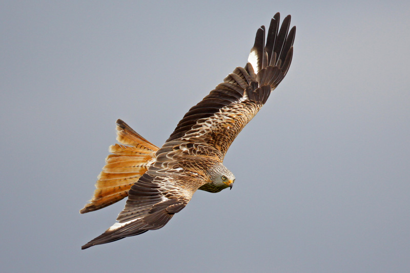 Red Kite