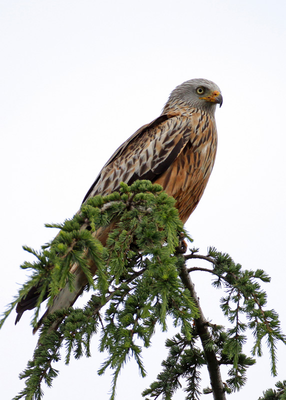 Red Kite