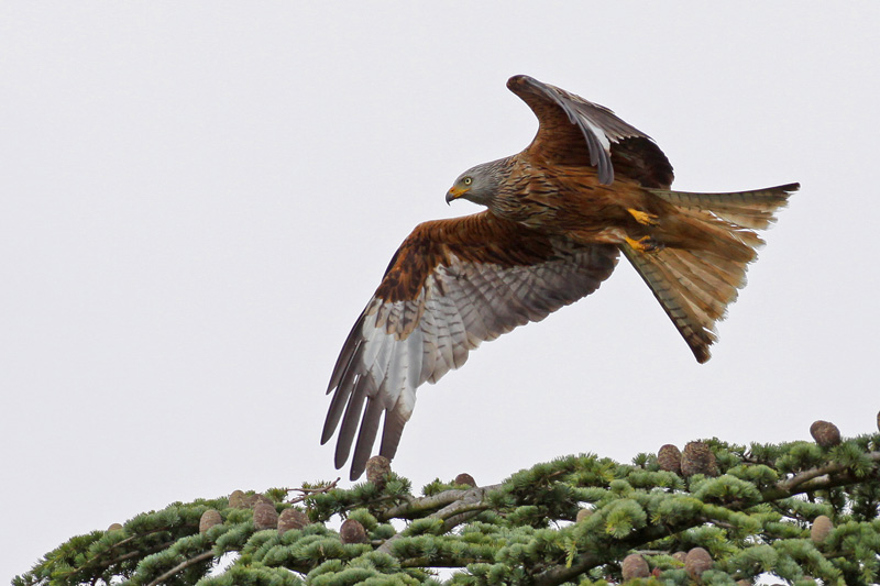 Red Kite