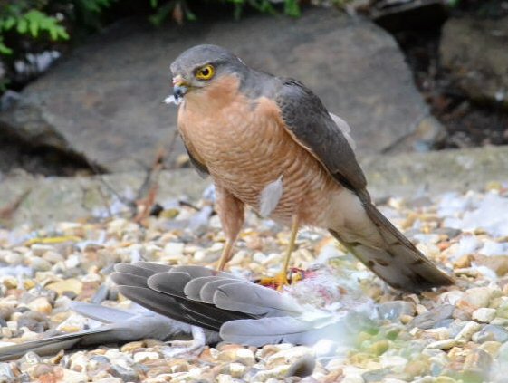 Sparrowhawk