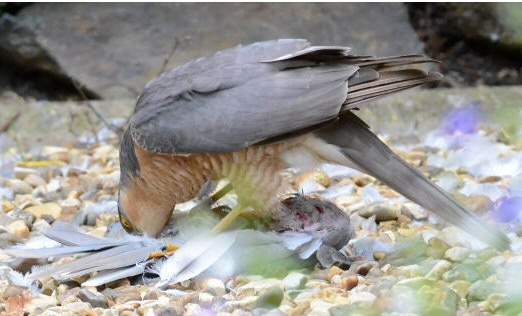 Sparrowhawk