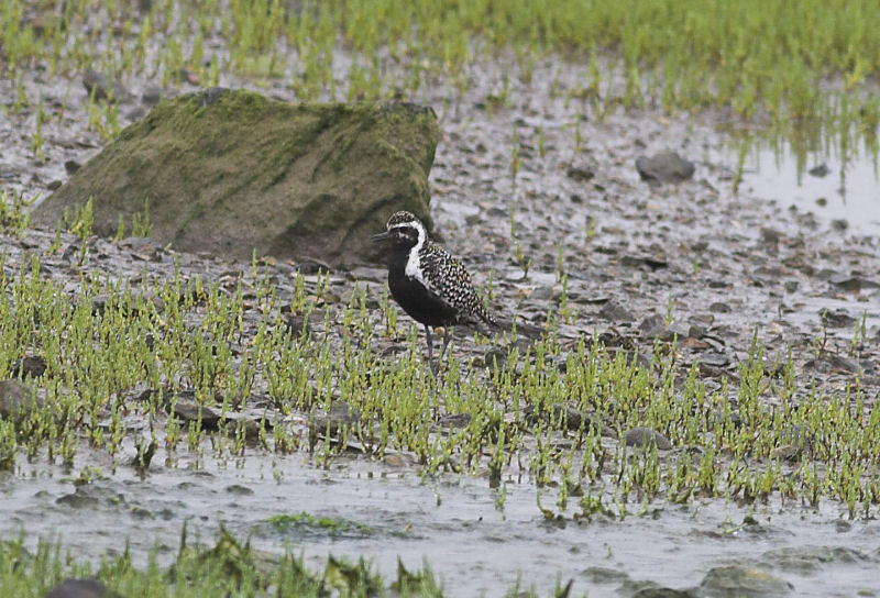 Pacific Golden Plover