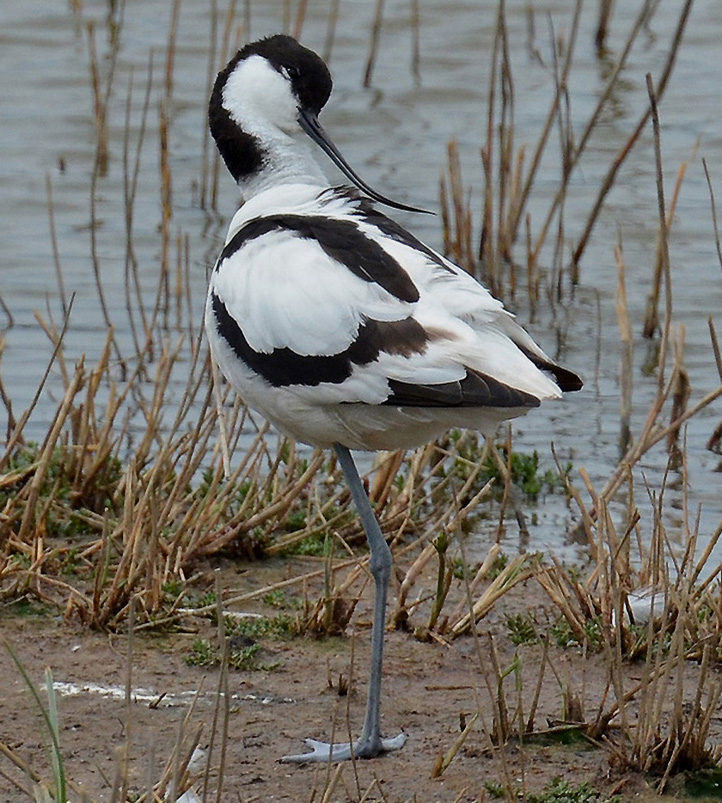 Avocet
