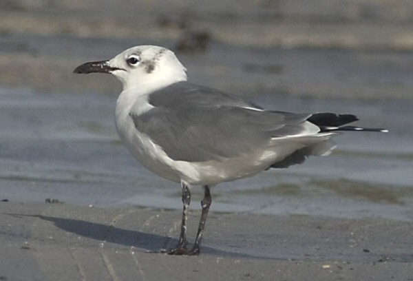 Laughing Gull