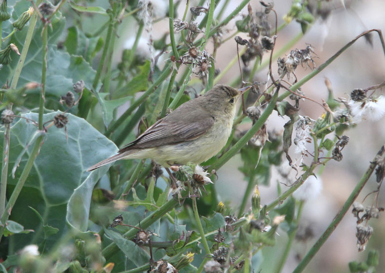 Melodious Warbler
