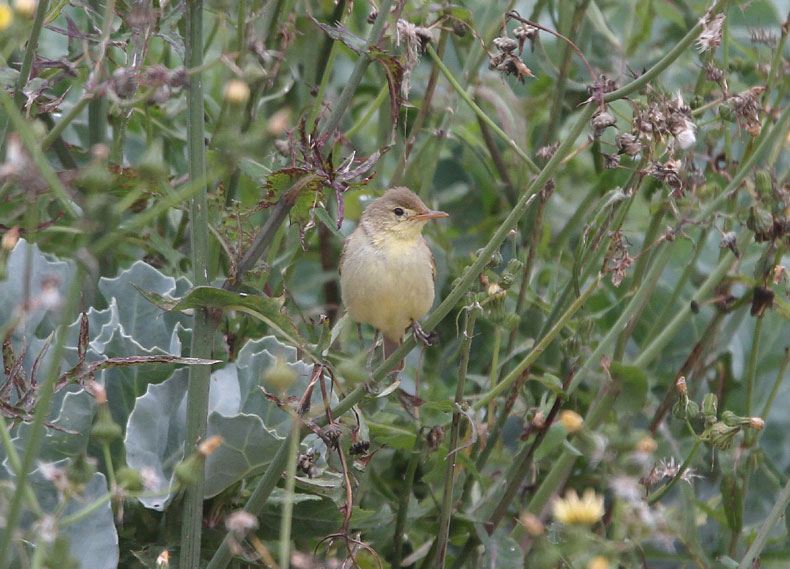 Melodious Warbler