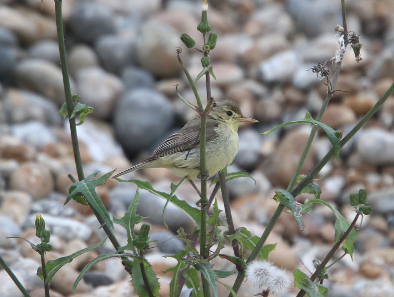 Melodious Warbler