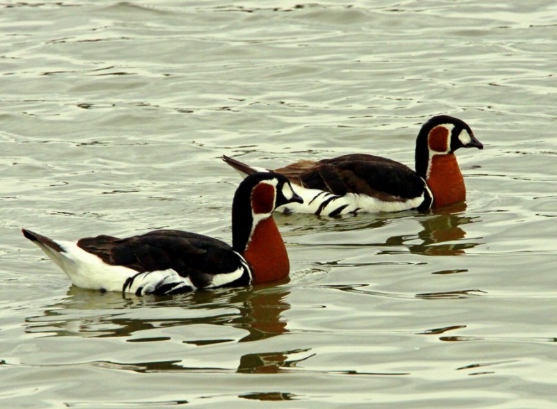 Red-breasted Goose