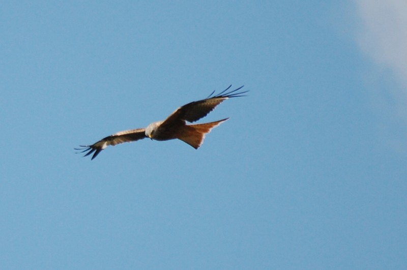 Red Kite