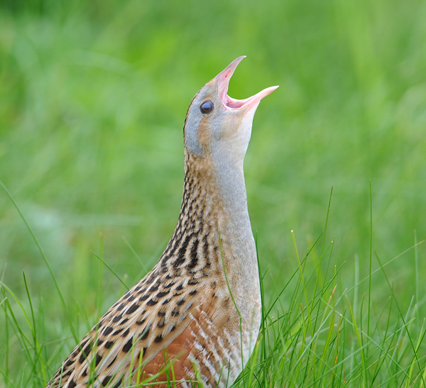 Corncrake
