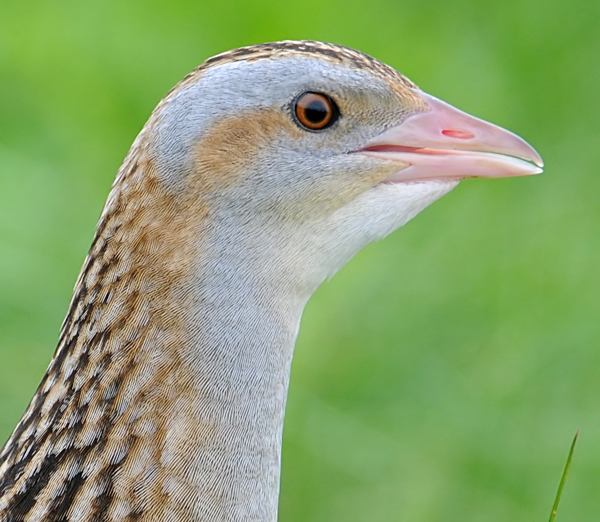 Corncrake