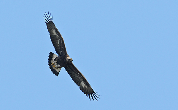 Golden Eagle
