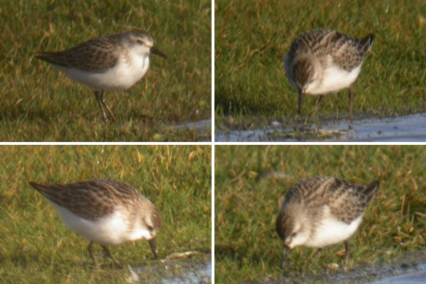 Semipalmated Sandpiper