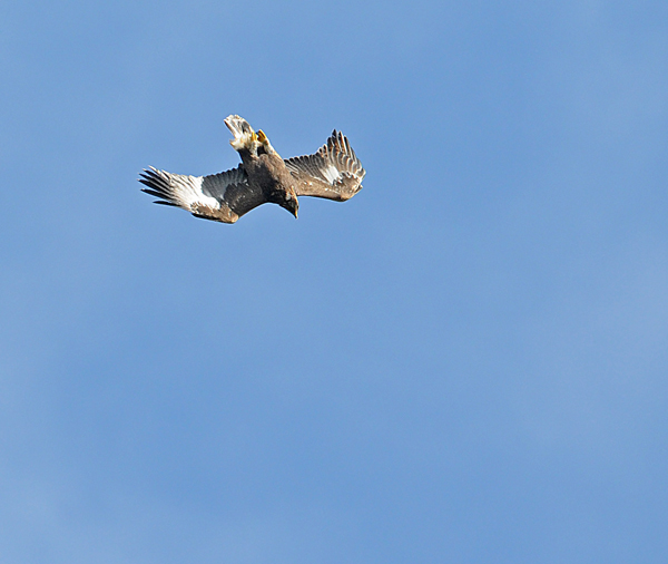 Golden Eagle