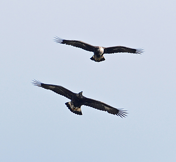 Golden Eagle