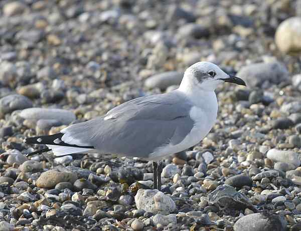Laughing Gull