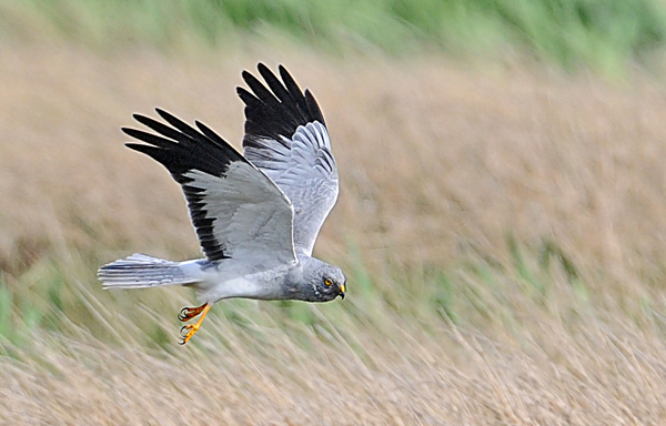 Hen Harrier