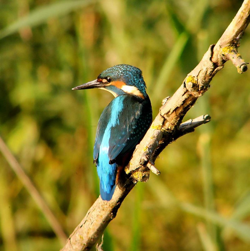 Kingfisher