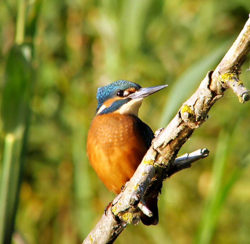 Kingfisher