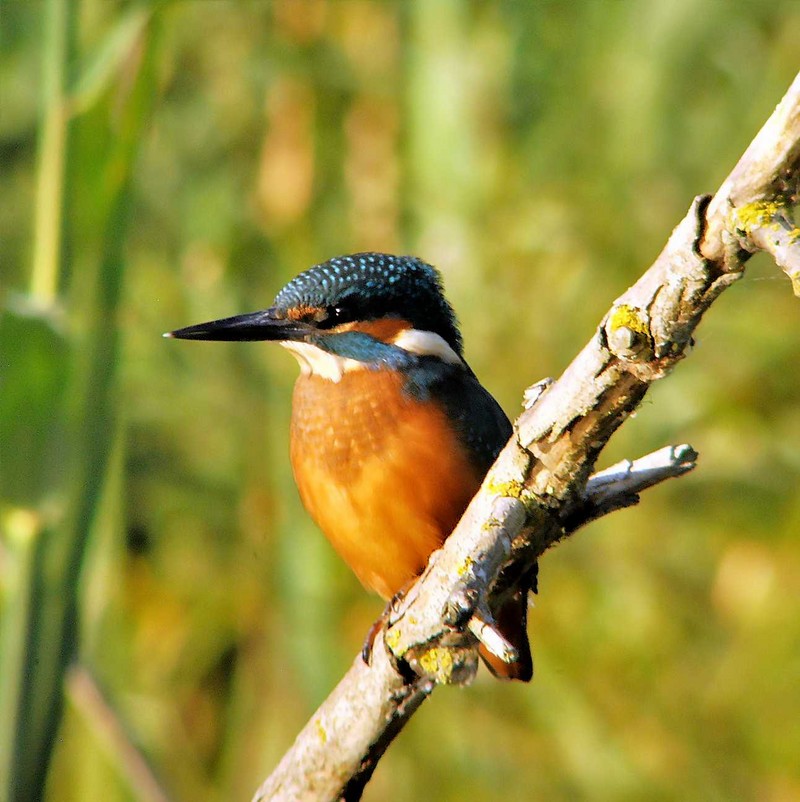 Kingfisher